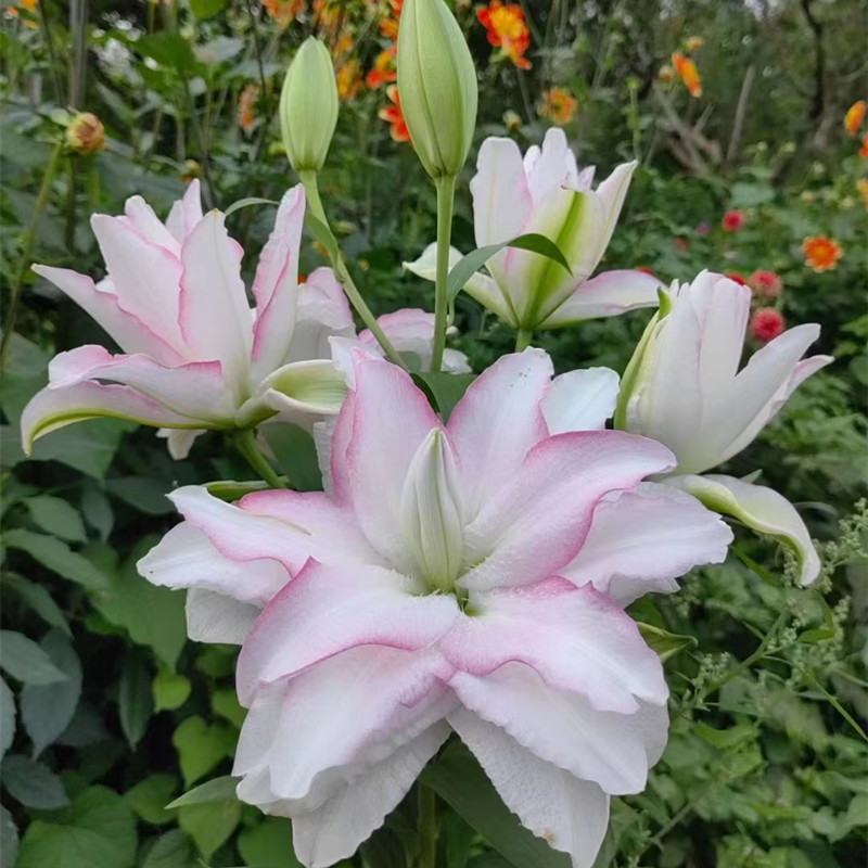 乔乔花屋百合花种球重瓣香水多个品种系列经典款新款 3粒装现货-图1