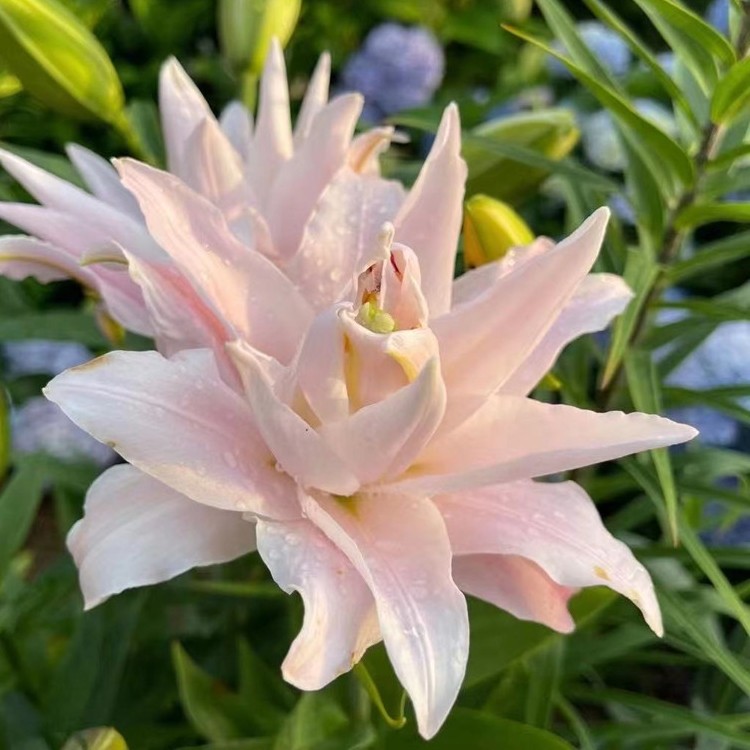 乔乔花屋荷兰进口百合花种球重瓣系列多个品种预