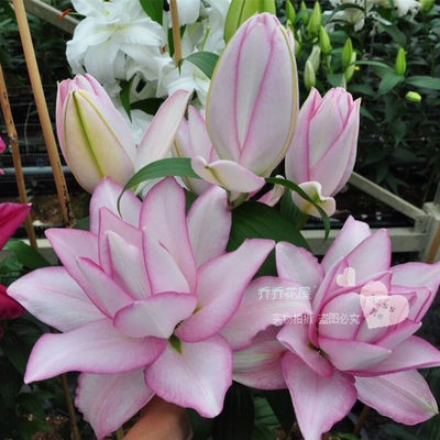 乔乔花屋香水百合花种球重瓣系列经典系列矮化高杆多个品种现货 虎窝淘