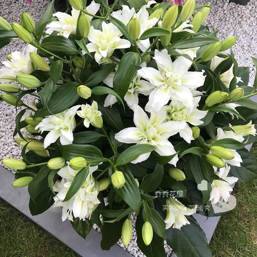 乔乔花屋 荷兰进口香水百合花种爱莎白色绿心重瓣浓香 3粒装现货 - 图2