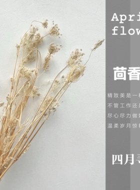 茴香花丁香花干花天然植物装饰插花艺术创意拍摄道具北欧风格家居