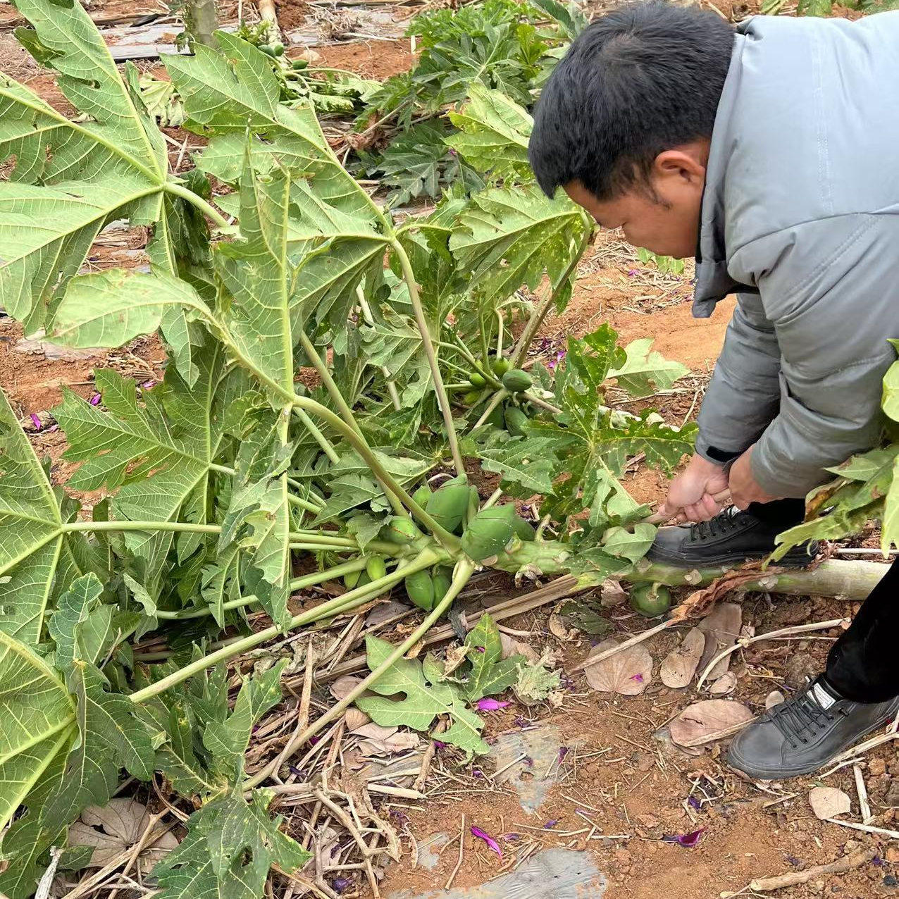 天然烘干木瓜茎兔子仓鼠龙猫荷兰猪宠物零食磨牙助消化饲料食物,淘宝优惠券,粉丝福利购,淘宝优惠卷