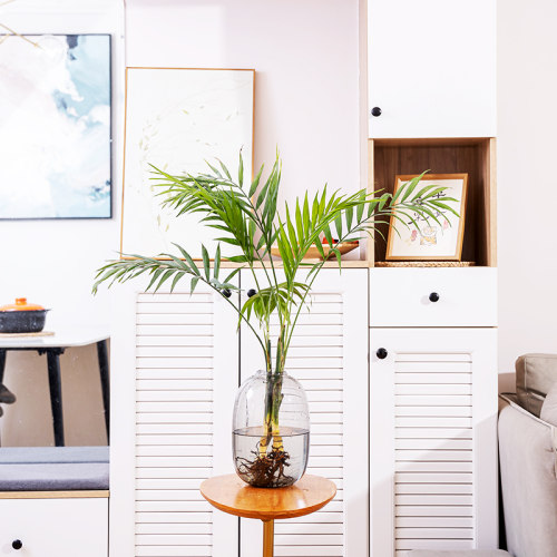 水培袖珍椰子散尾葵绿植盆栽室内客厅大型绿植花卉净化空气除甲醛 - 图1