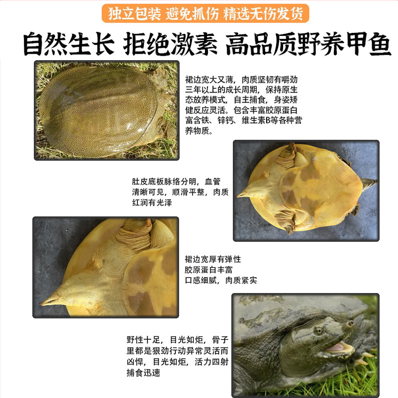 鲜活青黄背甲鱼活体可食用水鱼团鱼王八中华老鳖苗鲜活小甲鱼苗 - 图1