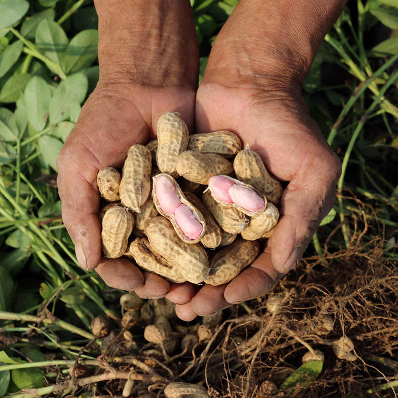 种花生种子 新人首单立减十元 21年9月 淘宝海外