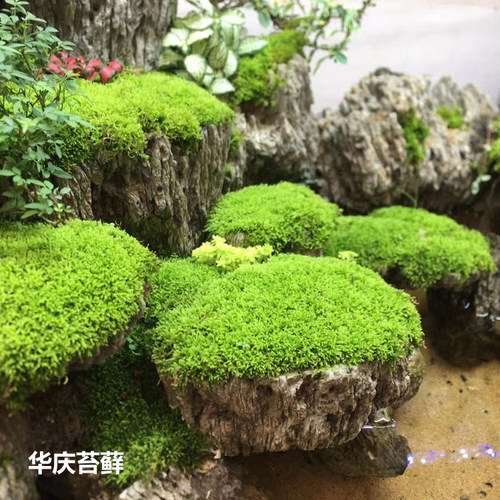 短绒青苔鲜活苔藓植物微景观盆景假山盆栽雨林水陆缸铺面大小灰藓-图0