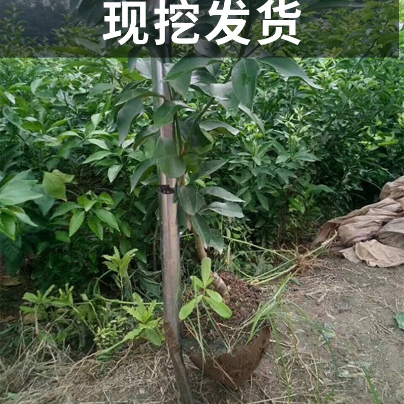 金秋砂糖橘树苗南北方庭院地栽柑橘苗带土盆栽嫁接桔子苗当年结果-图0