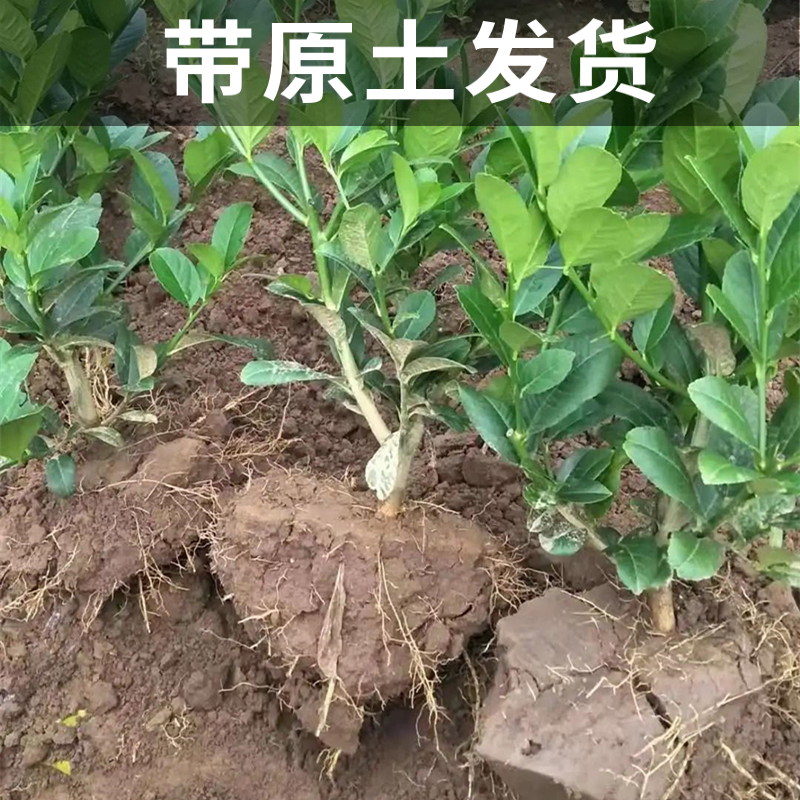 泰国青柠檬树苗南北方庭院地栽种植特大无籽阳台盆栽嫁接当年结果-图1