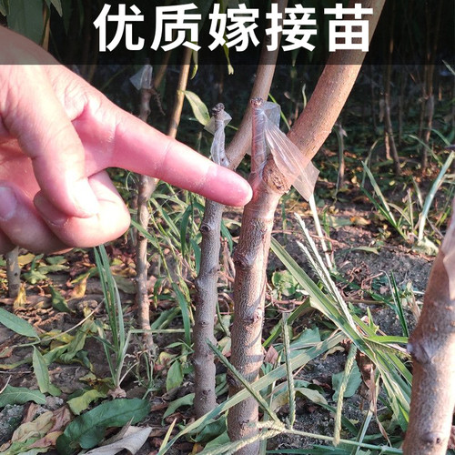 奉化水蜜桃苗南北方地栽耐寒桃树果苗盆栽嫁接早晚熟大树当年结果 - 图2