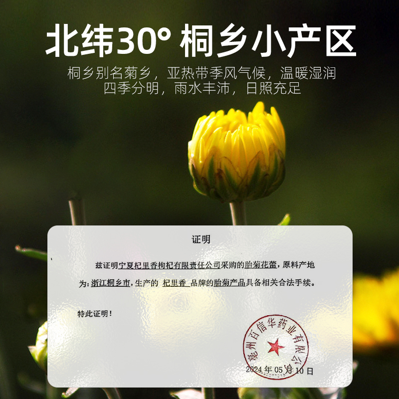 杞里香桐乡胎菊王头茬采摘40g*2罐花茶叶正宗菊花搭枸杞清润泡茶 - 图2