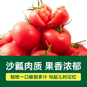 绿行者精品粉番茄2250g