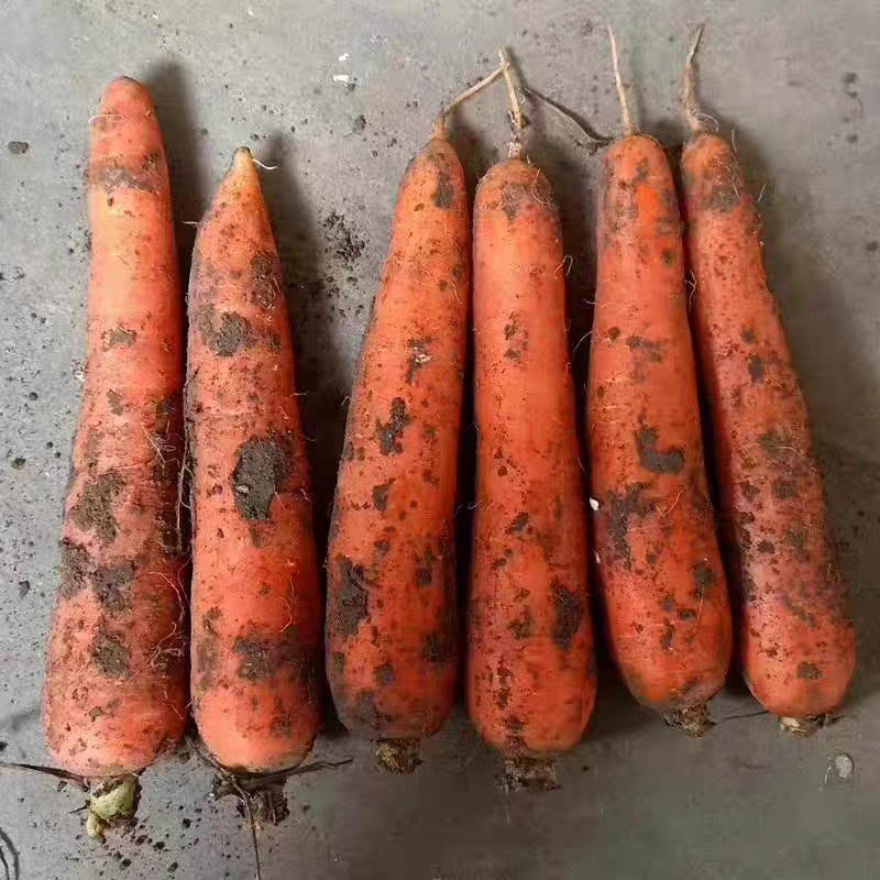 新鲜胡萝卜蔬菜农家自种现挖红皮萝卜红萝卜新鲜直供优质特产食材,淘宝优惠券,粉丝福利购,淘宝优惠卷