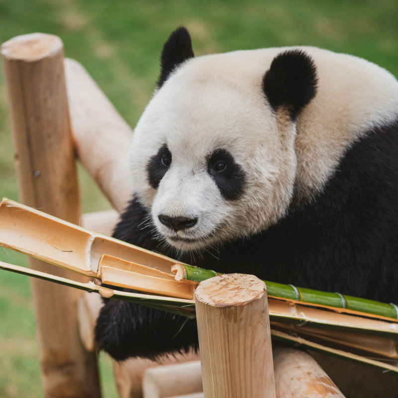 【定制旅行】成都周边多日纯玩私家团  看熊猫/赏川剧变脸/品美食,淘宝优惠券,粉丝福利购,淘宝优惠卷