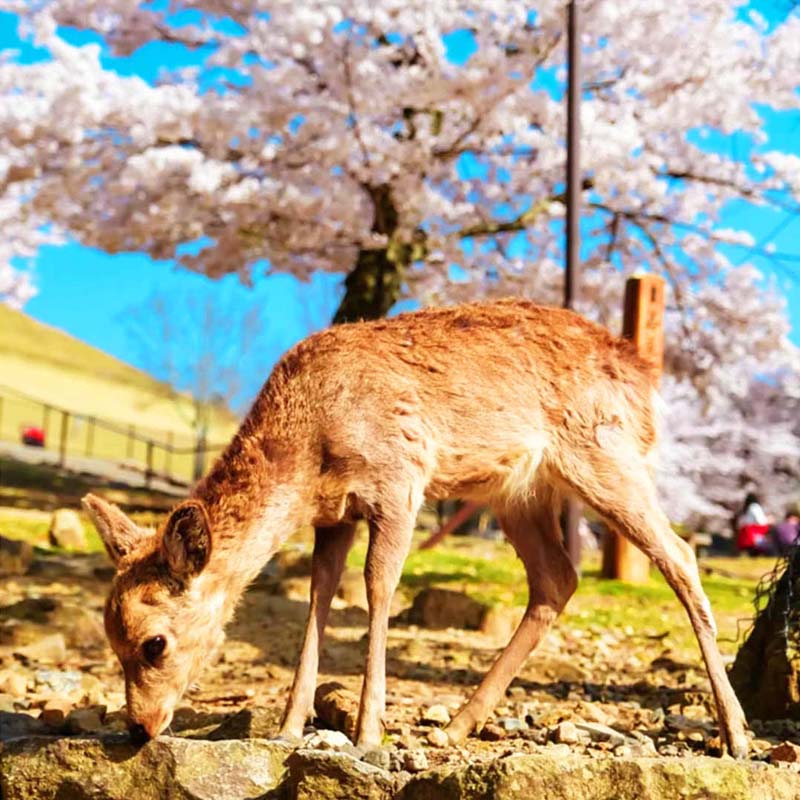 日本·探亲访友签证·青岛送签·可加急【拒签全退】探亲访友山东领区单次日本旅游签证个人旅游赴日探亲团聚