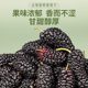 Specially selected Xinjiang dried mulberries for tea and water for drinking, fresh large-grained dried fruits, no-wash, ready-to-eat, sulfur-free new goods
