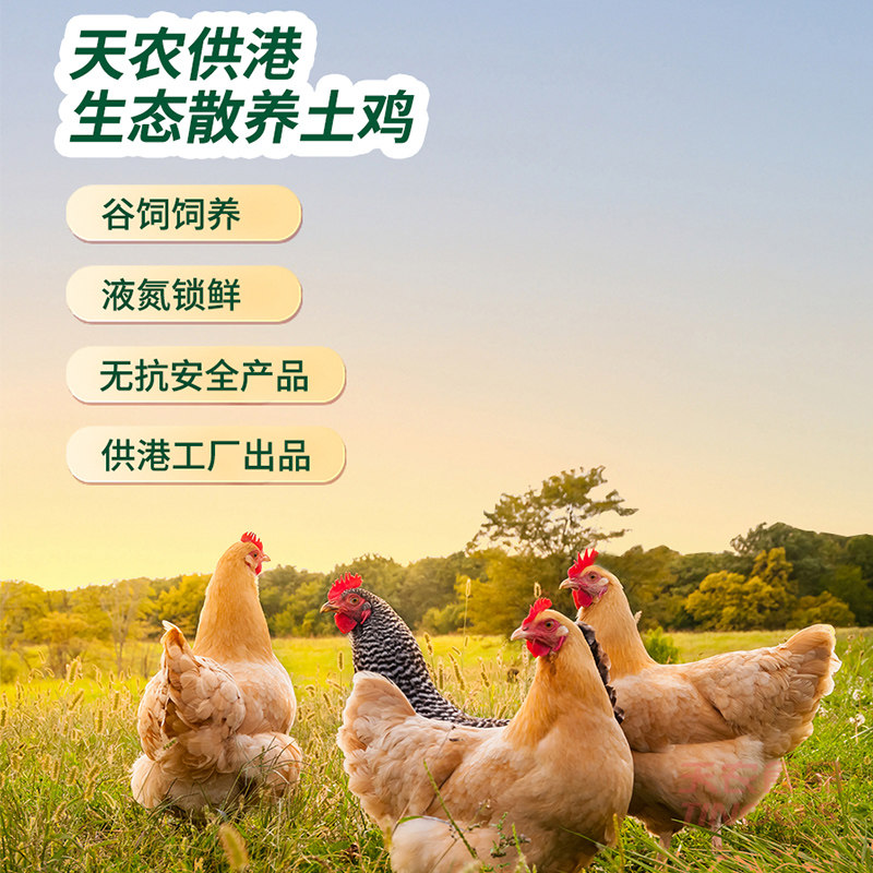 天农清远供港走地鸡100天农家谷物土鸡散养走地鸡童子鸡肉整鸡,淘宝优惠券,粉丝福利购,淘宝优惠卷
