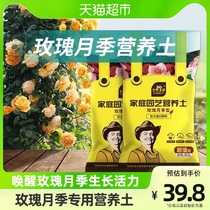 (one item) Stanley Rose Flower Moon Season Flower Special Tuiless Nutritious Earth Cuttage Soil Cultivation Earth Flowers