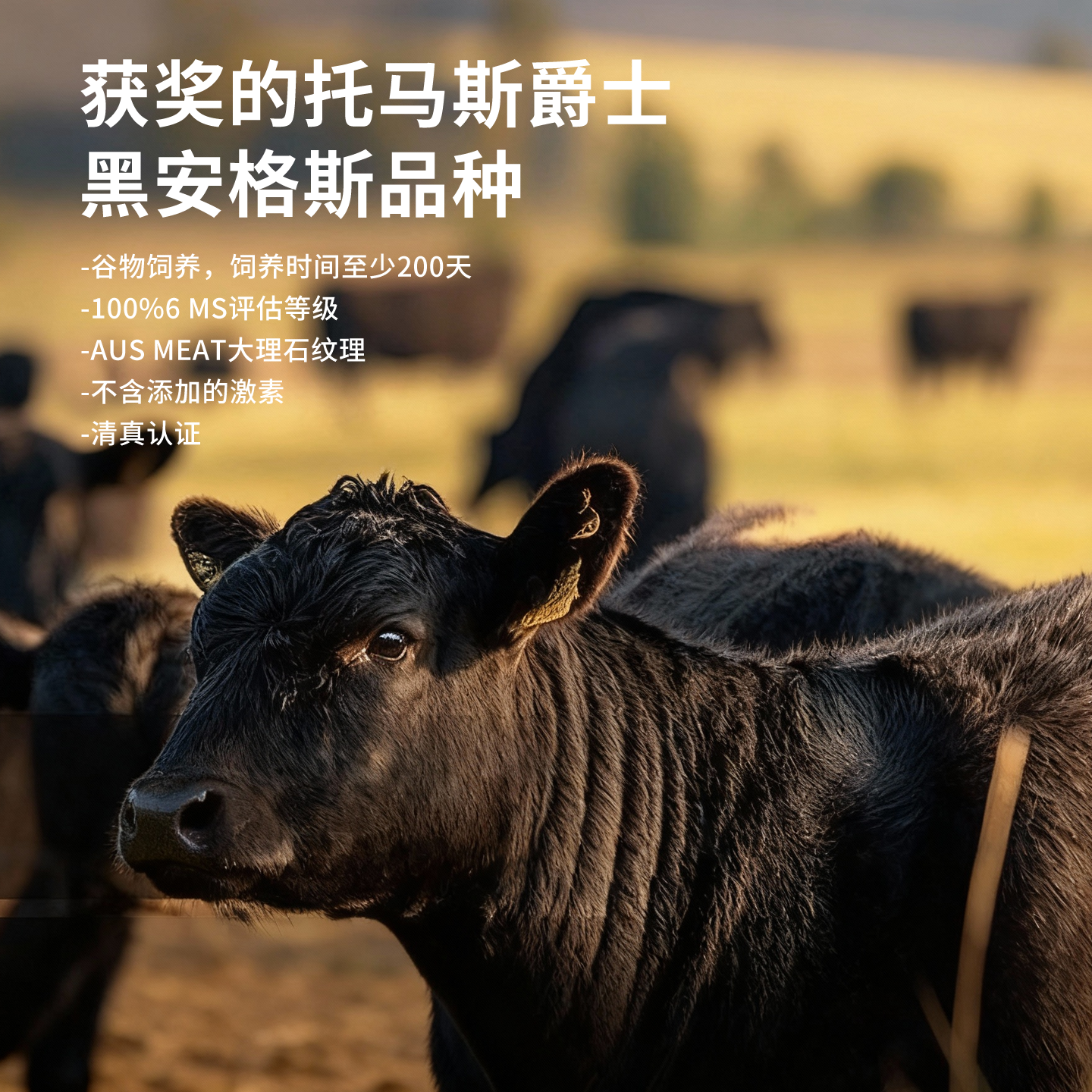 MORT&CO紫凤凰澳洲黑安格斯M5+上脑火锅片精品牛肉火锅食材,淘宝优惠券,粉丝福利购,淘宝优惠卷