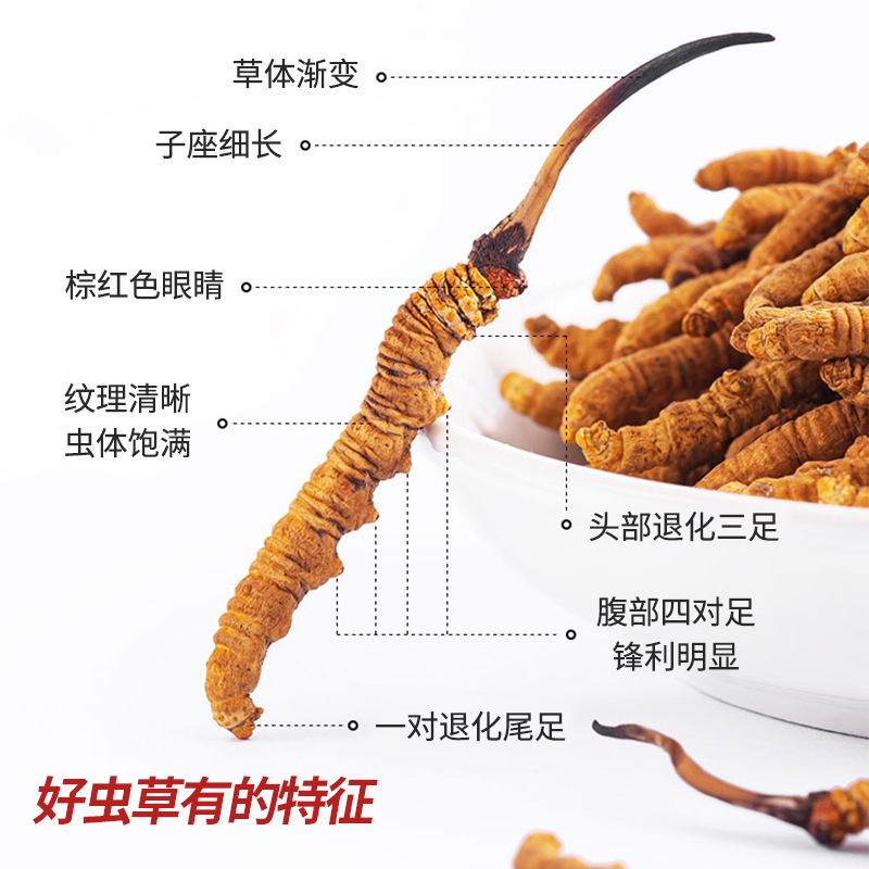 雷允上养悦心冬虫夏草大虫草精选洁净高营养虫体饱满送长辈送亲朋 - 图0