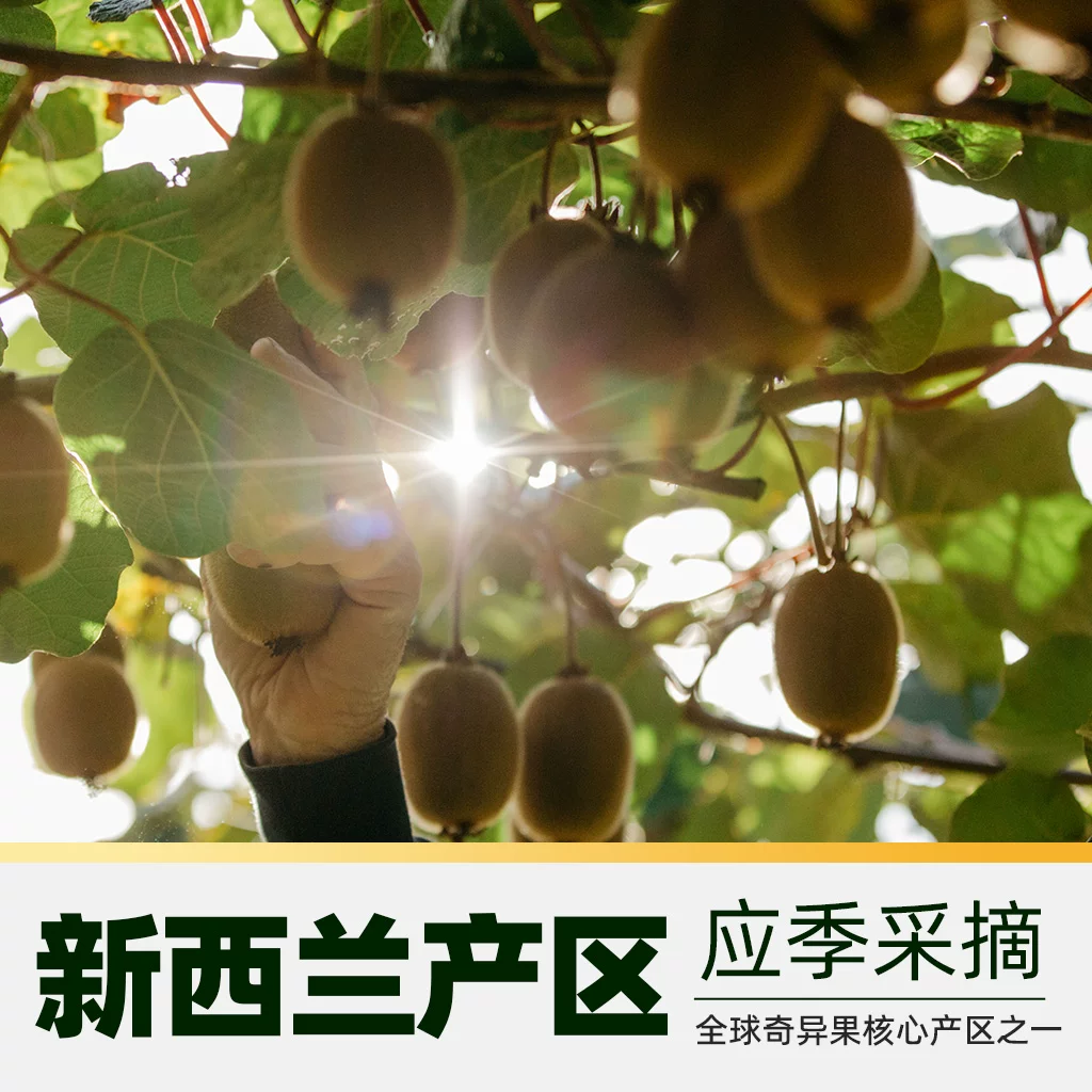 佳沛新西兰绿奇异果绿心猕猴桃7粒装 单果72-80g礼盒新鲜水果包邮