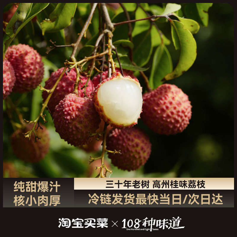 广东高州带枝采摘高甜度老树桂味地头顺丰直发荔枝现摘现发整箱