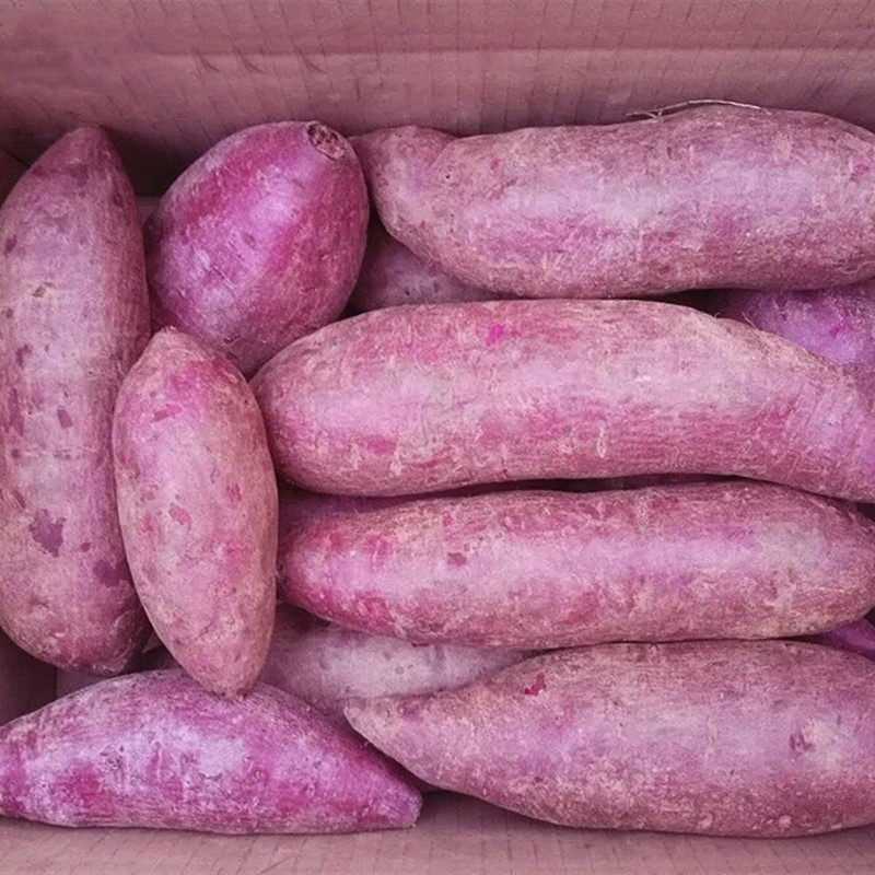 发货紫薯山芋新鲜糖心紫番薯地瓜香薯板栗红薯蔬菜农家,淘宝优惠券,粉丝福利购,淘宝优惠卷