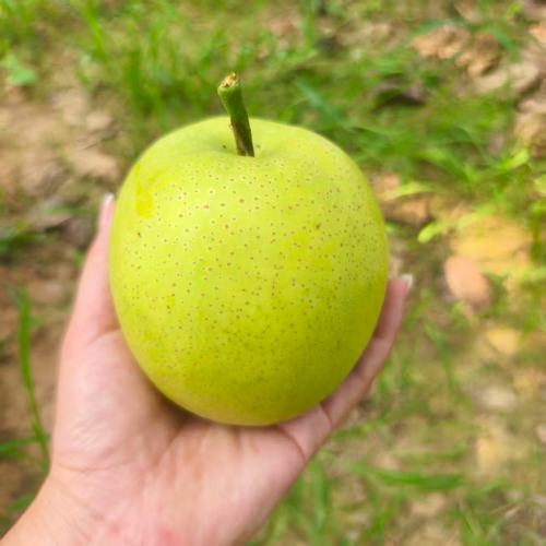 正宗砀山青皇冠梨薄皮当季新鲜水果批发整箱脆甜可口多汁梨子 - 图0