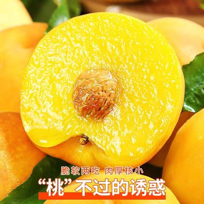 正宗黄金蜜桃新鲜水果当季毛桃整箱包邮可脆可软桃子黄毛桃4.5斤