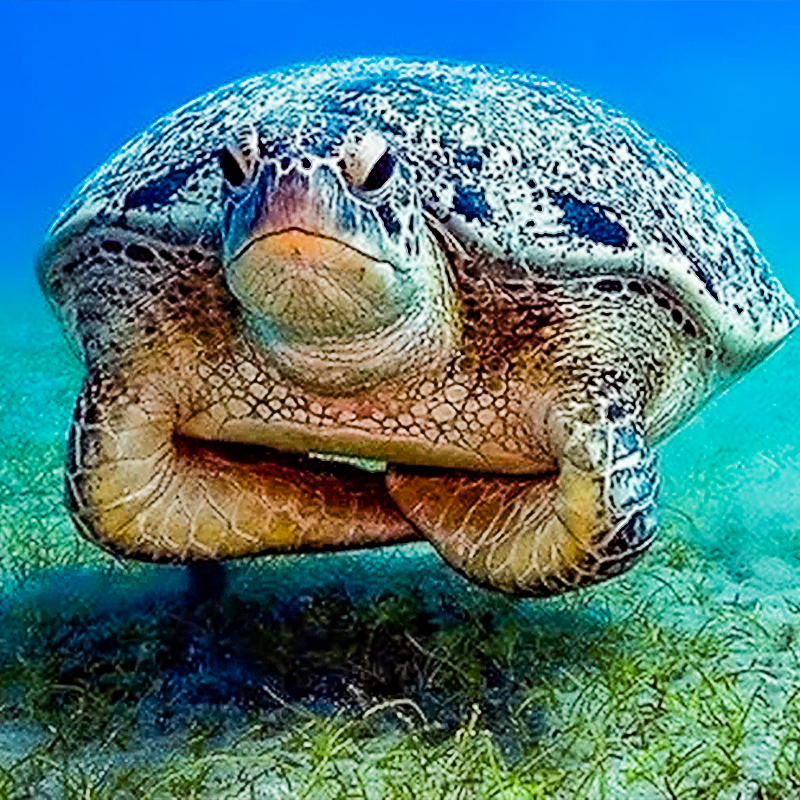 [暹罗海洋世界-大门票]泰国曼谷海洋世界海底世界水族馆 - 图2