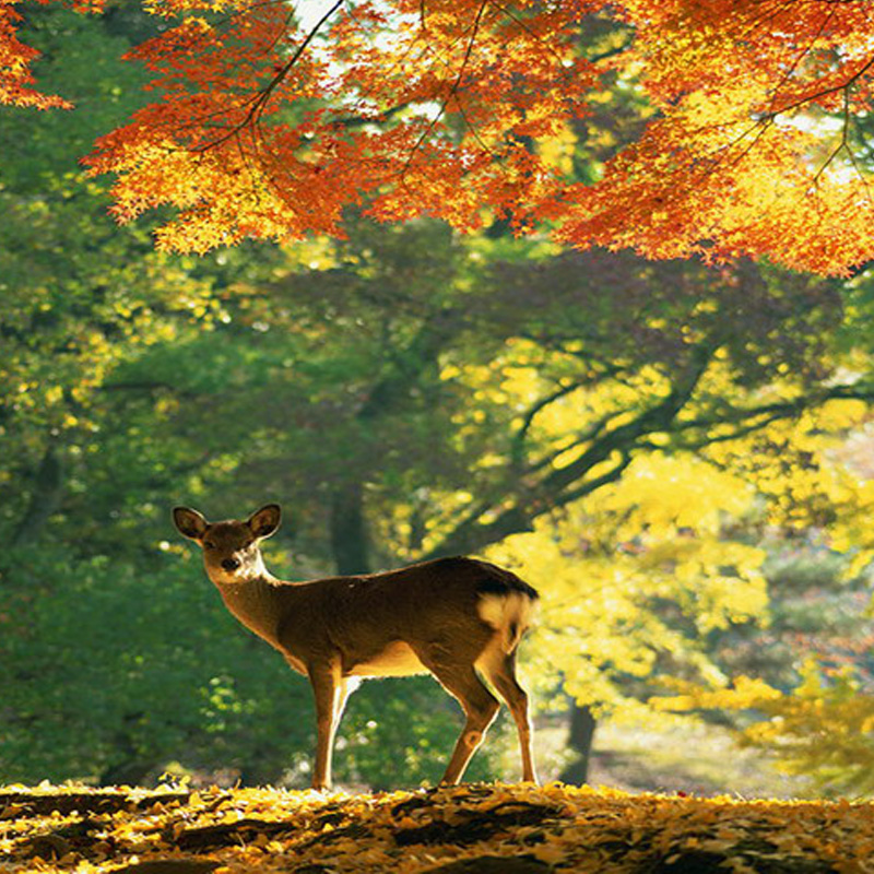 日本·单次旅游签证·上海送签·中信信旅拒签全退日本签证单次个人旅游简化加急大学生三年五年多次签证上海