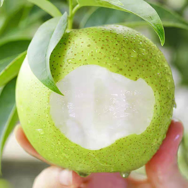 皇冠梨正宗青梨新鲜水果梨子当季整箱包邮砀山梨雪梨青皮蜜梨,淘宝优惠券,粉丝福利购,淘宝优惠卷