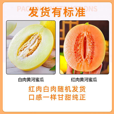 甘肃民勤黄河蜜瓜黄皮甜瓜当季新鲜黄金蜜瓜香瓜甜瓜现摘成熟包邮