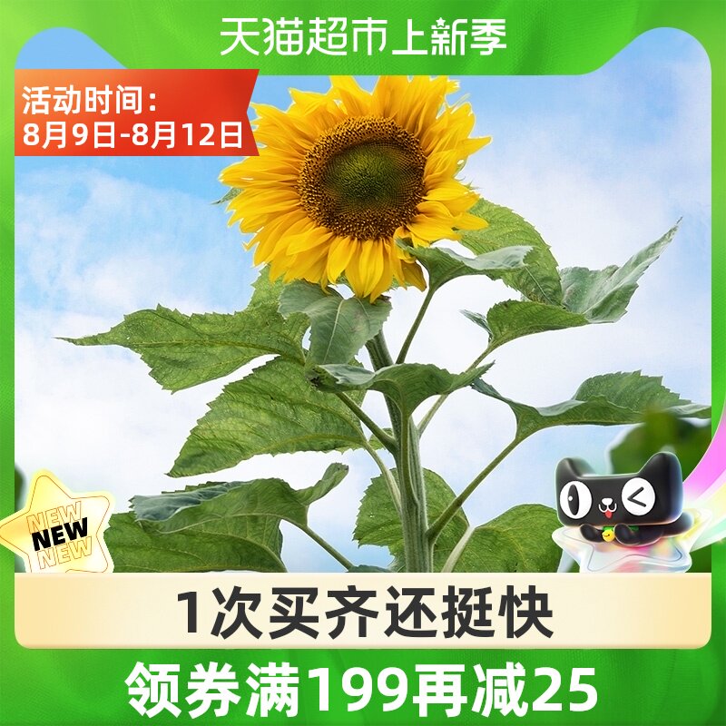 向日葵树 新人首单立减十元 21年8月 淘宝海外