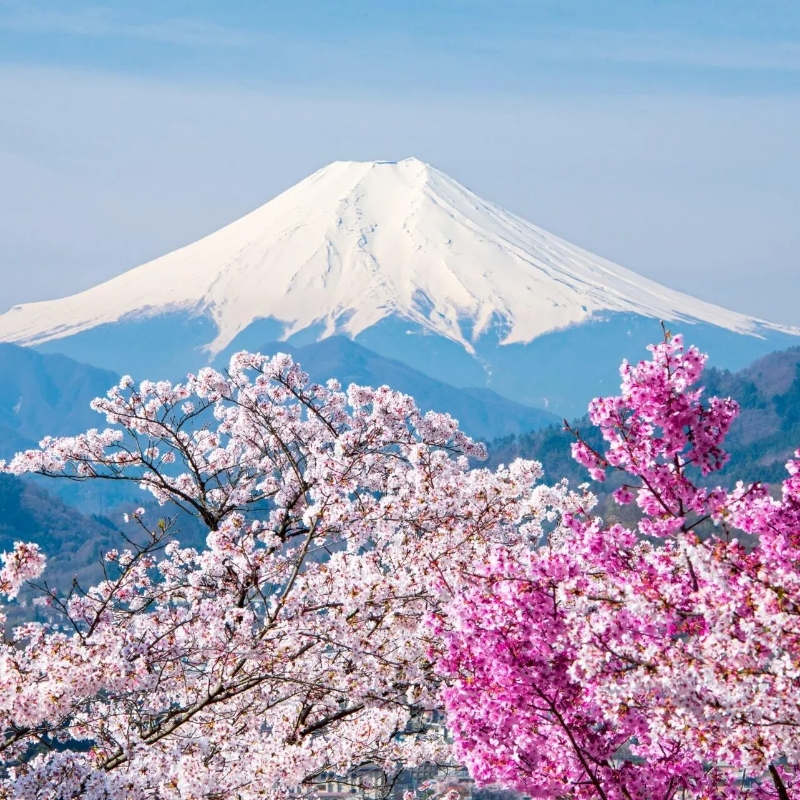 日本东京接机送机成田羽田接机送机大阪接机送机名古屋接机送机-图0