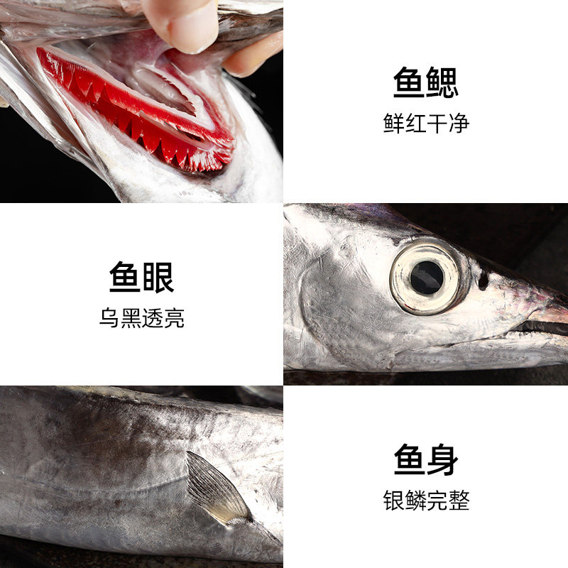 遇上鲜舟山海钓带鱼东海小眼睛刀鱼新鲜冷冻非雷达网带鱼段油带鱼,淘宝优惠券,粉丝福利购,淘宝优惠卷