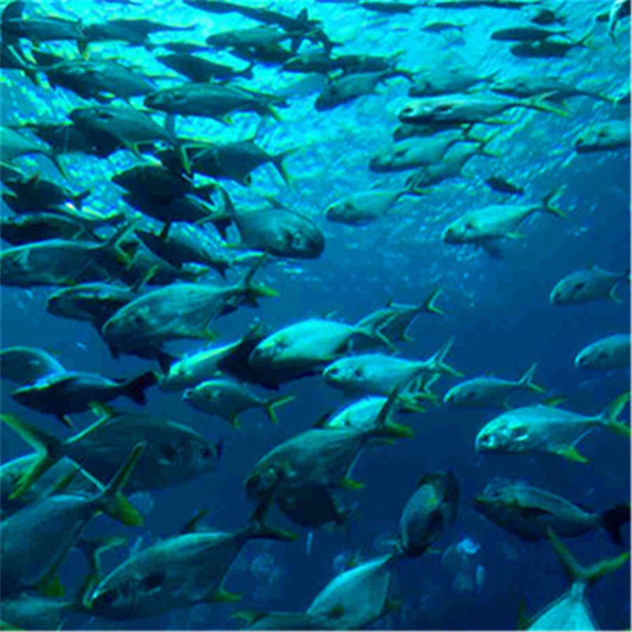 [亚特兰蒂斯失落的空间水族馆-大门票]亚特兰蒂斯失落的空间水族馆门票