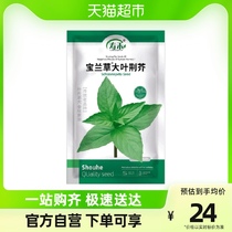 Suo Wo Palan grass large leaves Vegetable Seeds 20g Bagled vegetable seed Rapeseed Vegetable toss Four Seasons