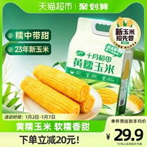 (New Corn 2023) October Inada Yellow glutinous corn stick 1 76kg Northeast glutinous corn 8 Genbum