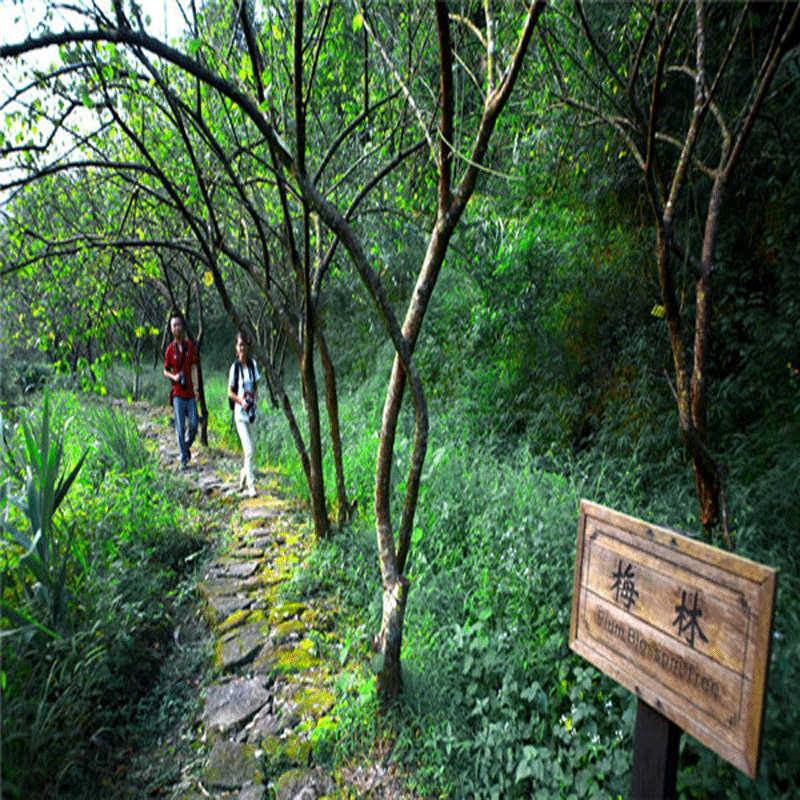 [天露山旅游度假区-大门票]云浮新兴天露山门票观光票 - 图0