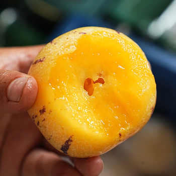 云南石林人参果大果包邮圆果当季新鲜水果包邮黄肉人生果树上熟券后19元包邮 云南石林人参果大果包邮圆果当季新鲜水果包邮黄肉人生果树上熟券后19元包邮