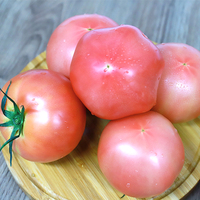 【神，，价】青粉沙瓤西红柿5斤装