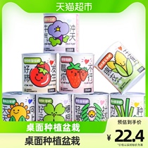 (one) Devodo planting small potted office desktop Green Planted Children Wonder Canned blind box