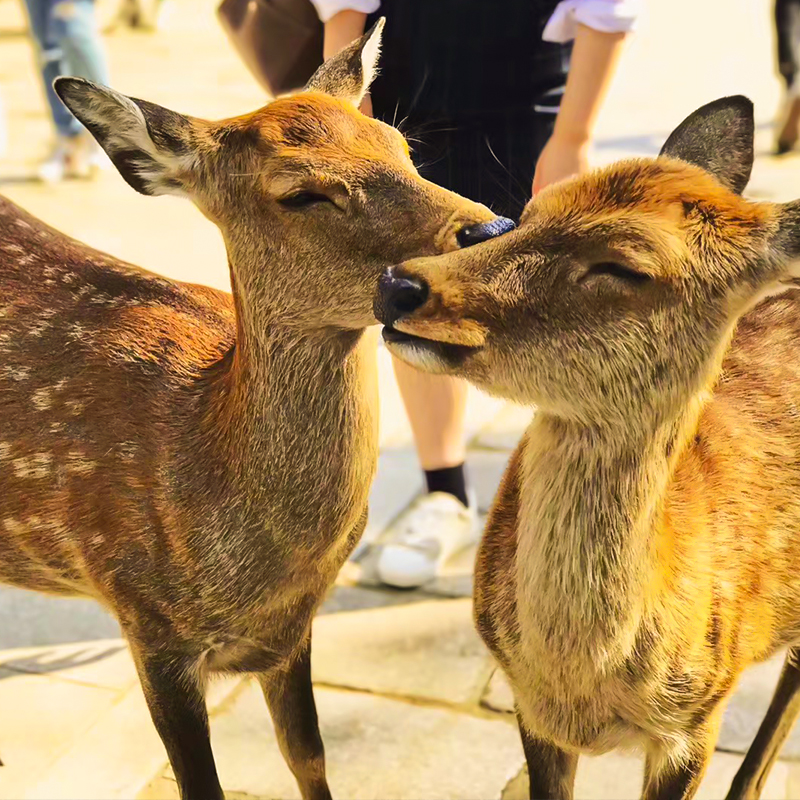 日本·三年多次旅游签证·上海送签·材料简化 可选加急 高出签率 拒签全退 专业服务 三年多次往返 日本旅游 - 图2