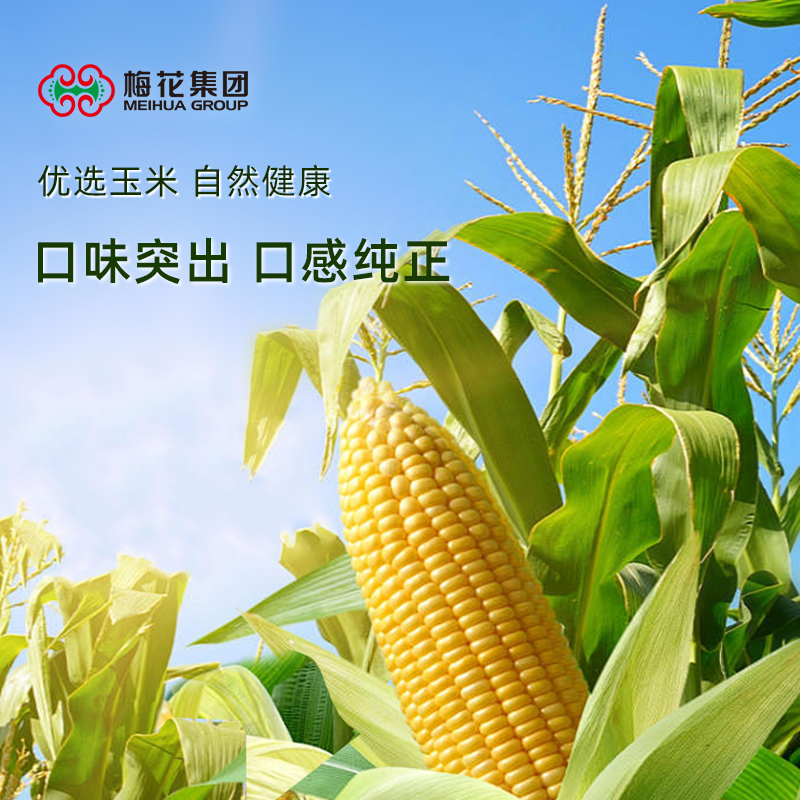 包邮梅花99味精100g无盐高纯度味精家用调味料提鲜增味非鸡精鸡粉 - 图2