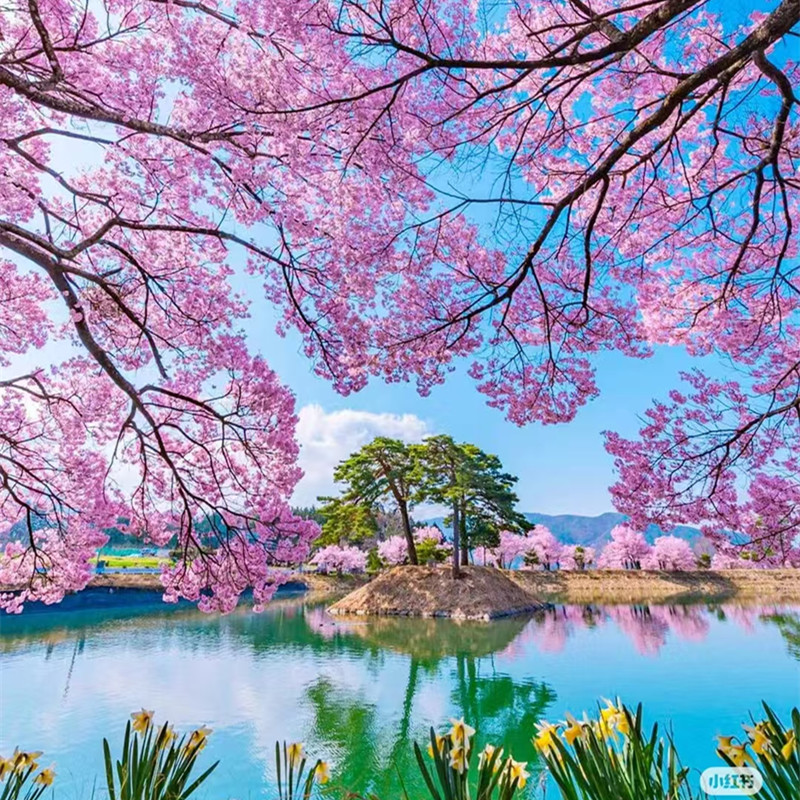 日本电话卡softbank原生5G/4G手机流量上网卡10/30/50GB旅游SIM卡 - 图1