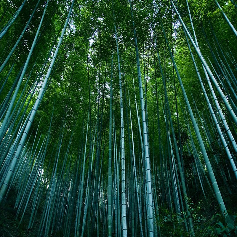 [木坑竹海-大门票]黄山木坑竹海门票 宏村周边景区 - 图1