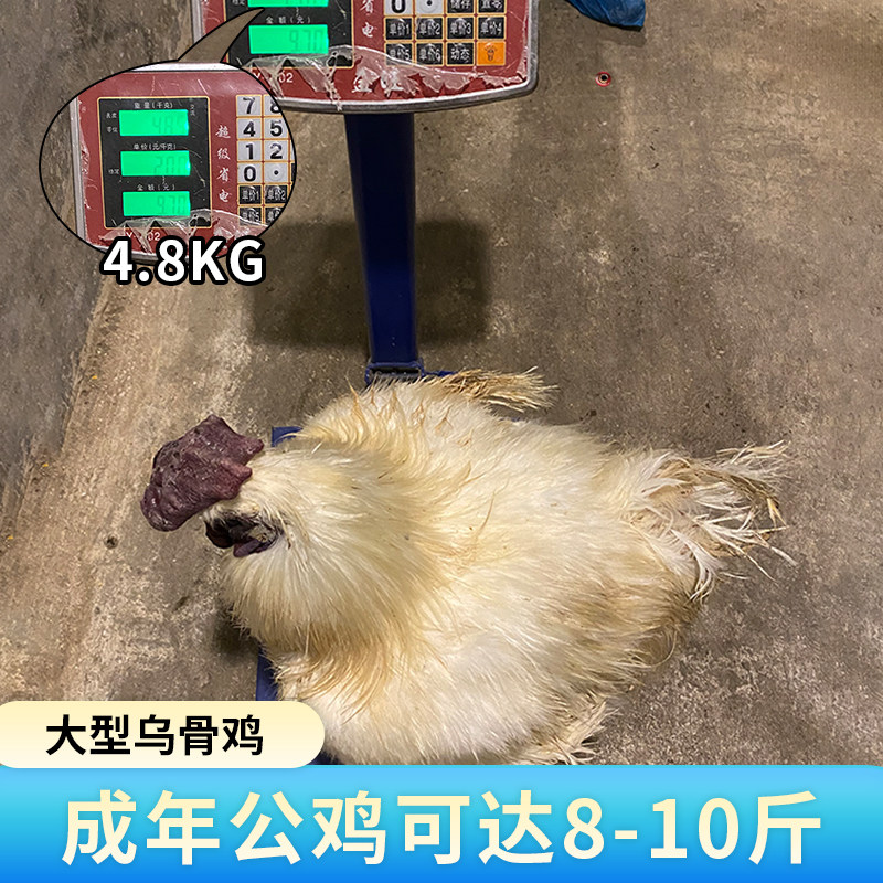 纯种泰和乌鸡种蛋受精蛋可孵化正宗白凤乌鸡蛋江西乌骨鸡受精鸡蛋,淘宝优惠券,粉丝福利购,淘宝优惠卷