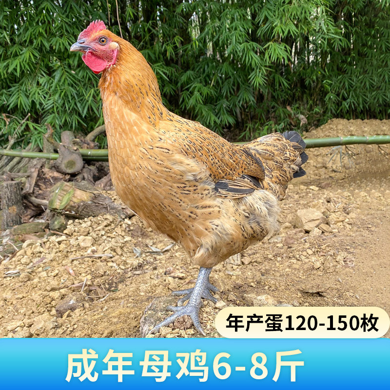 纯种青脚麻鸡蛋受精蛋可孵化红瑶鸡种蛋受精蛋可孵化大型土鸡种蛋,淘宝优惠券,粉丝福利购,淘宝优惠卷