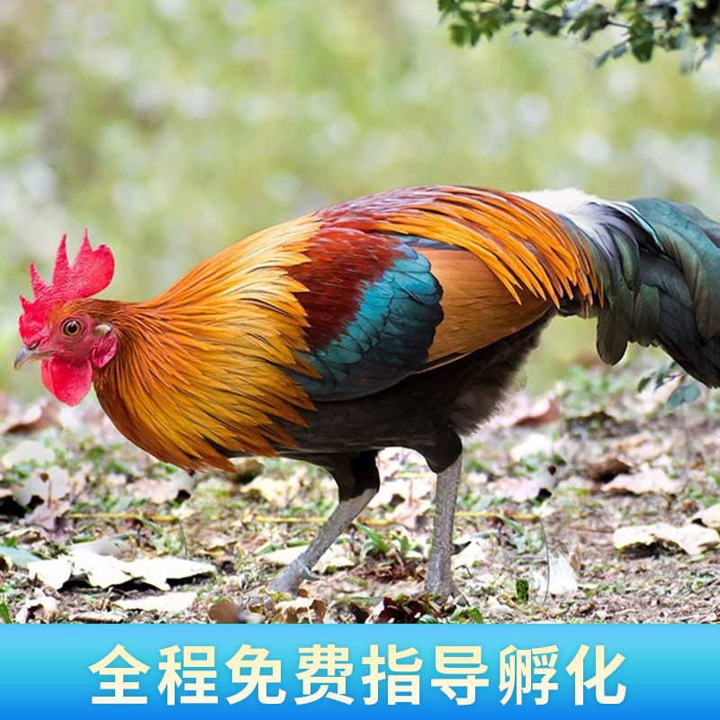 纯种云南茶花鸡种蛋受精蛋可孵化种蛋观赏白耳茶花鸡受精蛋可孵化,淘宝优惠券,粉丝福利购,淘宝优惠卷