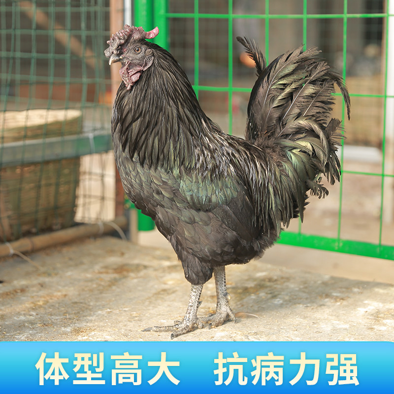纯种旧院黑鸡种蛋受精蛋可孵化高产绿壳五黑鸡土鸡种蛋鸡苗乌骨鸡,淘宝优惠券,粉丝福利购,淘宝优惠卷